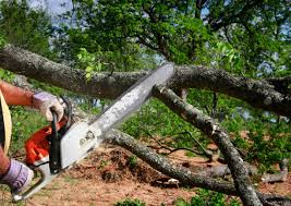 Best Arborist Consultation Services  in Island Park, NY