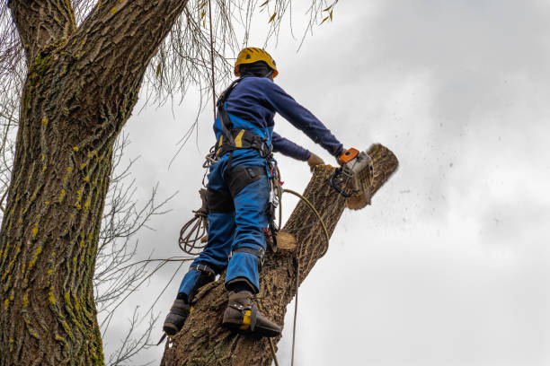 Best Tree Removal  in Island Park, NY