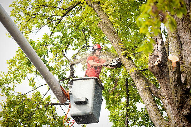 Best Tree Mulching  in Island Park, NY